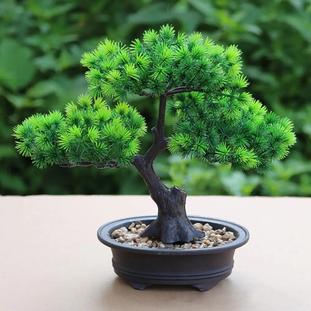 Mini Bonsai pour maison